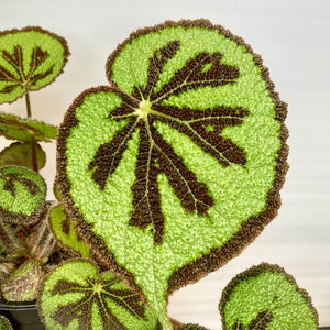 Begonia Masoniana Mountain - 14cm