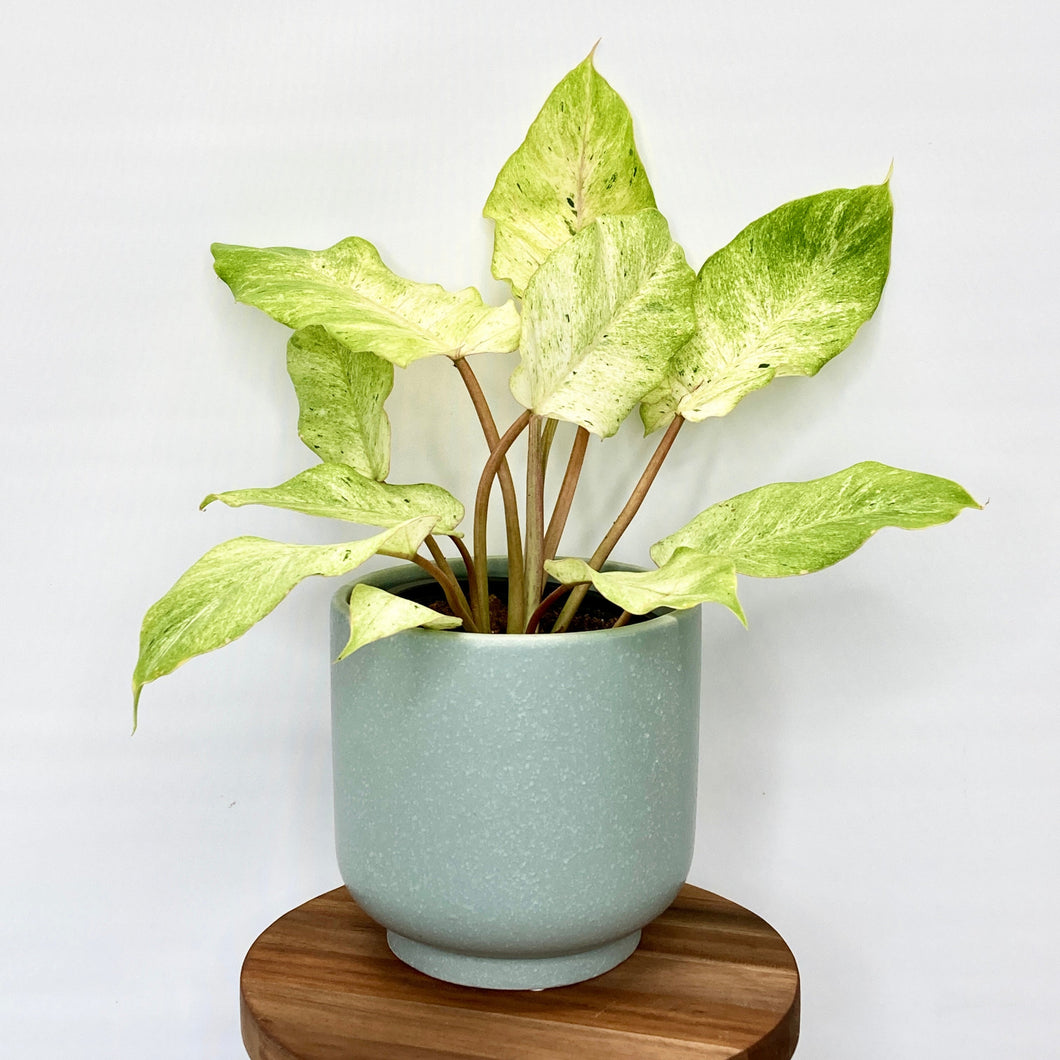 Loretto Ceramic Cover Pot - 13cm