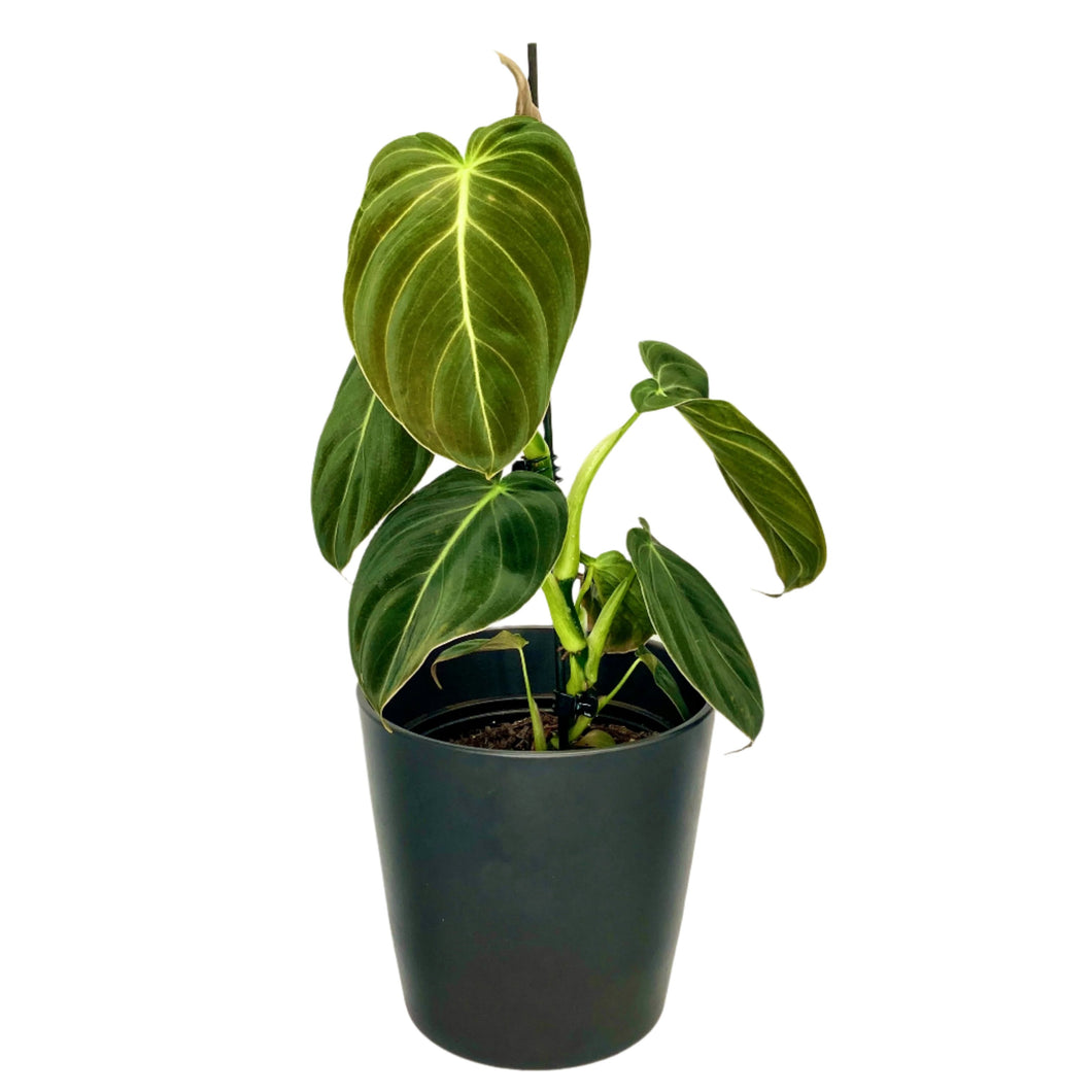 Philodendron Melanochrysum - 14cm