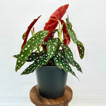 Load image into Gallery viewer, Begonia Maculata Polka Dot - 12cm
