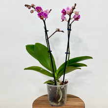 Load image into Gallery viewer, Phalaenopsis Orchid Mini - 9cm
