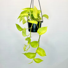 Load image into Gallery viewer, Epipremnum Neon (Neon Pothos) - 12cm
