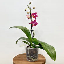 Load image into Gallery viewer, Phalaenopsis Orchid Mini Scented - 9cm
