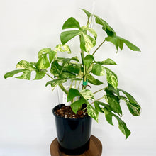Load image into Gallery viewer, Variegated Philodendron Minima - 14cm
