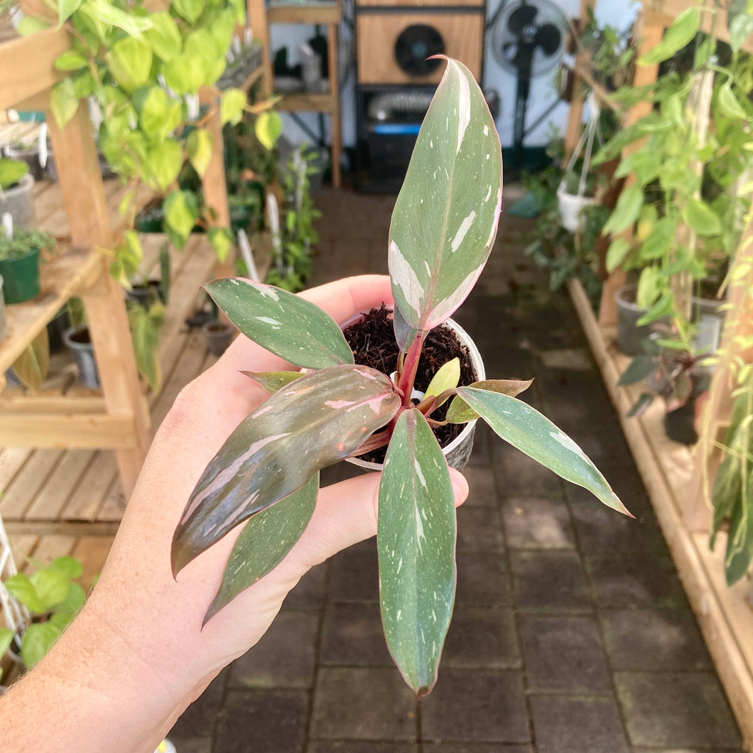 Philodendron Pink Princess (Less Variegated)