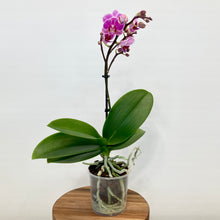 Load image into Gallery viewer, Phalaenopsis Orchid Mini - 9cm
