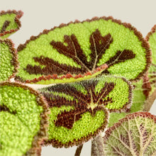 Load image into Gallery viewer, Begonia Masoniana Mountain - 14cm
