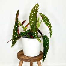 Load image into Gallery viewer, Millie Ceramic Cover Pot - 15cm
