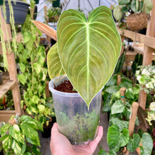 Load image into Gallery viewer, Philodendron Melanochrysum
