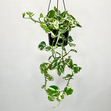 Load image into Gallery viewer, N'Joy Pothos - 12cm
