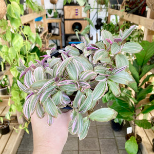Tradescantia Sweetness - Clearance