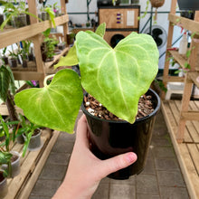 Load image into Gallery viewer, Anthurium Clarinervium X Pterodactyl - Clearance
