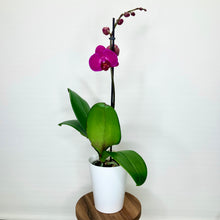 Load image into Gallery viewer, Potted orchid with a single purple flower on a white background
