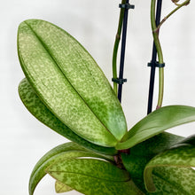 Load image into Gallery viewer, Close-up of a green orchid plant with a white background
