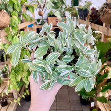 Load image into Gallery viewer, Tradescantia Tenderness - Clearance
