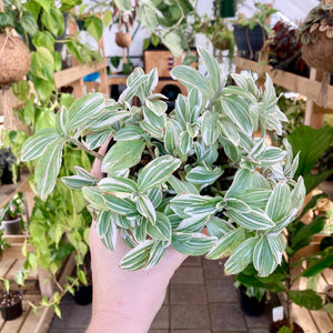 Tradescantia Tenderness - Clearance