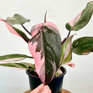 Philodendron Pink Princess - 12cm