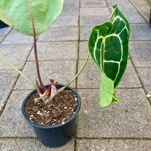 Load image into Gallery viewer, Anthurium Crystallinum - Clearance

