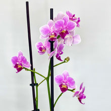 Load image into Gallery viewer, Pink orchids with green stems on a white background
