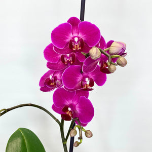 Purple orchid flower with green leaves on a white background