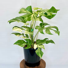 Load image into Gallery viewer, Variegated Philodendron Minima - 14cm
