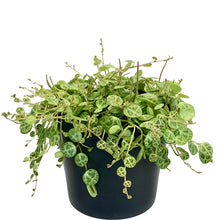 Load image into Gallery viewer, Peperomia Prostrata &#39;String Of Turtles&#39; - 12cm

