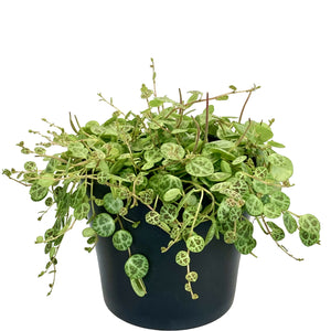 Peperomia Prostrata 'String Of Turtles' - 12cm