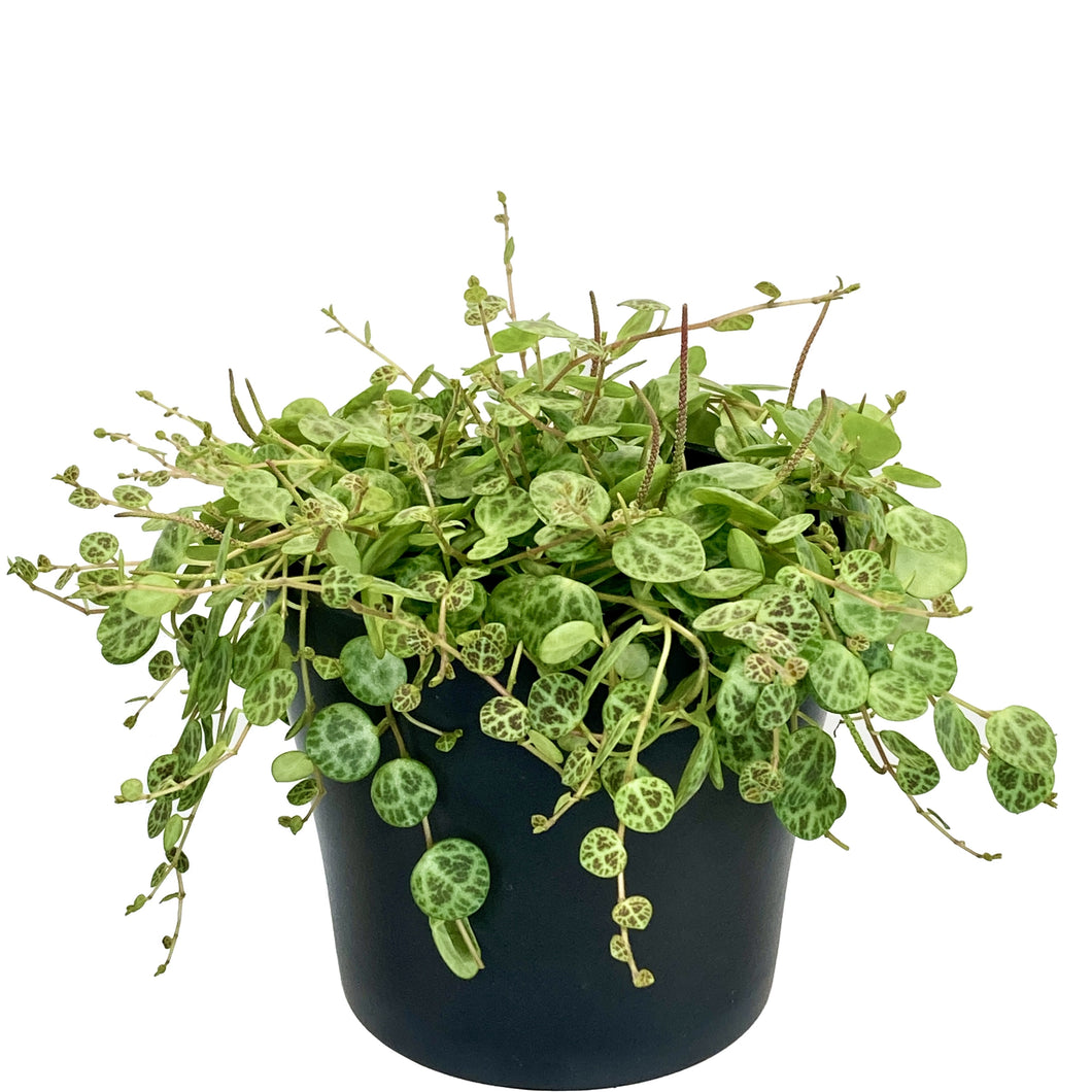 Peperomia Prostrata 'String Of Turtles' - 12cm