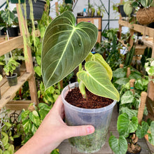 Load image into Gallery viewer, Philodendron Melanochrysum
