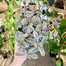 Load image into Gallery viewer, Tradescantia Sweetness - Clearance
