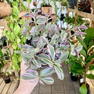 Tradescantia Sweetness - Clearance