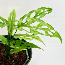 Load image into Gallery viewer, Monstera Obliqua Peru - 12cm
