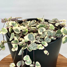 Load image into Gallery viewer, Ceropegia Woodii Variegata &#39;Chain Of Hearts&#39; - 12cm

