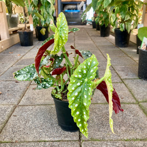Begonia Maculata Polka Dot - Clearance