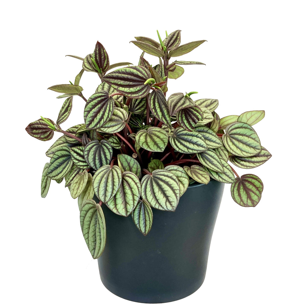 Peperomia Piccolo Banda - 12cm