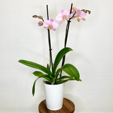 Load image into Gallery viewer, Potted orchid with pink flowers on a white background
