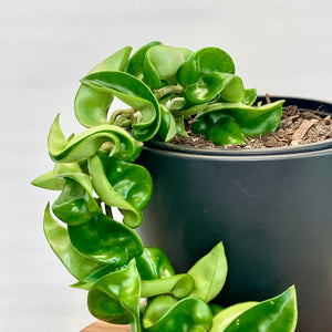 Hoya Compacta Hindu Rope - 12cm
