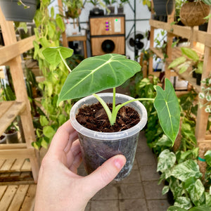 Alocasia Frydek 9cm