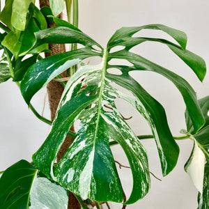 Monstera Albo - 17cm