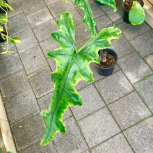 Load image into Gallery viewer, Alocasia Sabrina - Clearance
