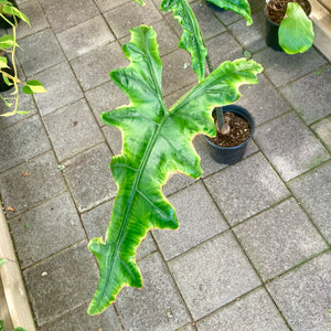 Alocasia Sabrina - Clearance