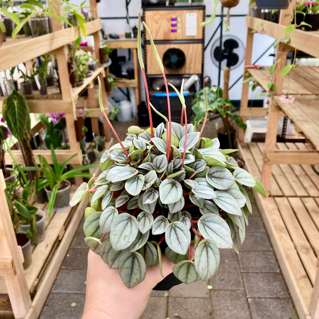 Peperomia Milano - Clearance