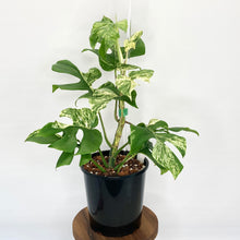 Load image into Gallery viewer, Variegated Philodendron Minima - 14cm
