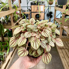 Load image into Gallery viewer, Peperomia Piccolo Banda - Clearance
