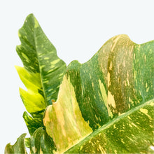 Load image into Gallery viewer, Philodendron Ring Of Fire - 17cm
