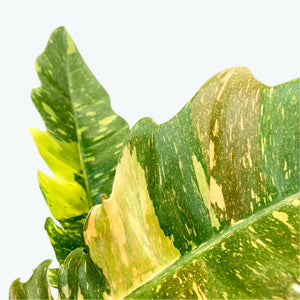 Philodendron Ring Of Fire - 17cm