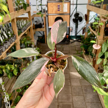 Load image into Gallery viewer, Philodendron Pink Princess
