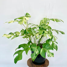 Load image into Gallery viewer, Variegated Philodendron Minima - 14cm
