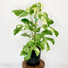 Load image into Gallery viewer, Variegated Philodendron Minima - 14cm
