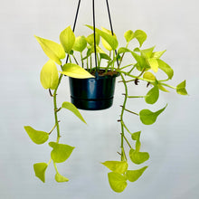 Load image into Gallery viewer, Epipremnum Neon (Neon Pothos) - 12cm
